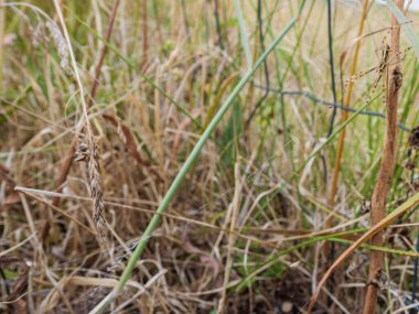 Argiope bruennichi adındaki dişi bir eşekarısı, Fransa 'nın Quercy bölgesindeki kuru ve yeşil çimenlerin arasında hareketsiz bir şekilde oturuyor..