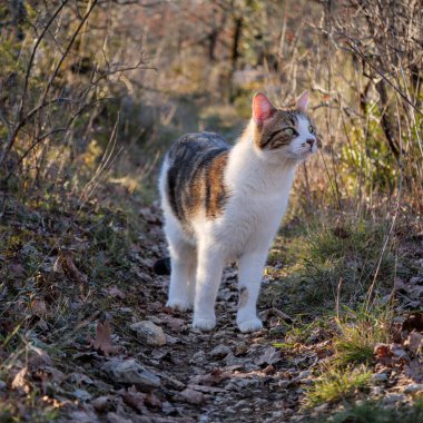 Özenli bir erkek tekir kedi kırsal bir orman yolunda durup merakla, doğal keşifleri ve sessiz cazibesini somutlaştırarak yukarıya bakar..