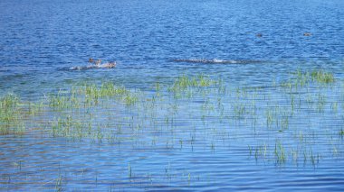 Bir Mallard ördeği (Anas platyrhynchos) Pireneler 'deki Etang de Comte' nin berrak sularına inerken su sıçratır.