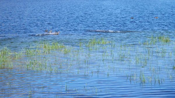 Bir Mallard ördeği (Anas platyrhynchos) Pireneler 'deki Etang de Comte' nin berrak sularına inerken su sıçratır.