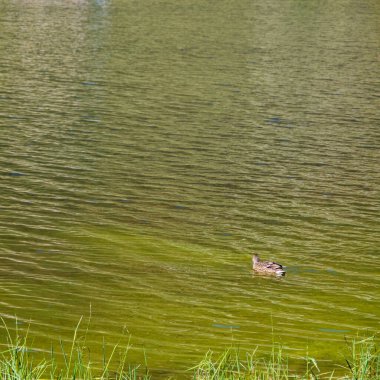 Dişi yaban ördeği (Anas platyrhynchos) etang de Comte, Pyrenees, Fransa 'da yüzüyor.