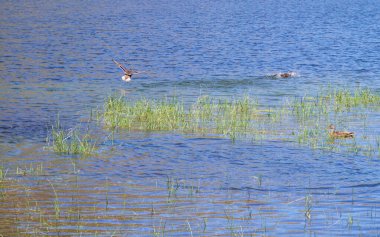 Uçuşun ortasında bir Mallard ördeği (Anas platyrhynchos), Etang de Comte 'nin berrak sularında başka bir ördeği kovalarken, üçüncü bir ördek de sazlıklardan izler.