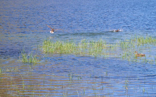 Uçuşun ortasında bir Mallard ördeği (Anas platyrhynchos), Etang de Comte 'nin berrak sularında başka bir ördeği kovalarken, üçüncü bir ördek de sazlıklardan izler.