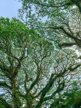 Aşağıdan firavun ormanı manzarası. Firavun kozalaklı ormanın yukarıdan mavi gökyüzüne bakan manzarası
