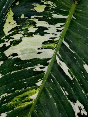 Yeşil yaprak doğa arkaplanı, bitkinin doğal dokusu yakın çekim kopyalama alanı