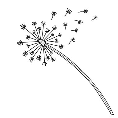 Beyaz arka planda karahindiba zamanı. Rüzgar bir karahindiba şişirir. Kara hindiba ikonu. El çizimi. Vektör İllüstrasyonu