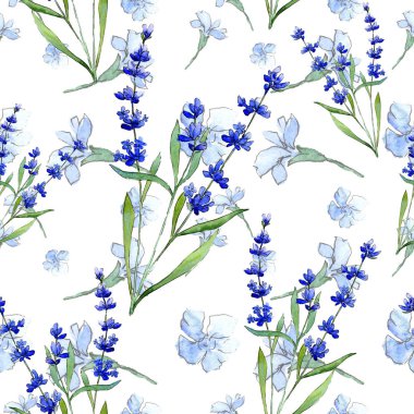 Mavi lavanta. Botanik çiçek. Vahşi bahar yaprak kır çiçeği deseni suluboya tarzında.