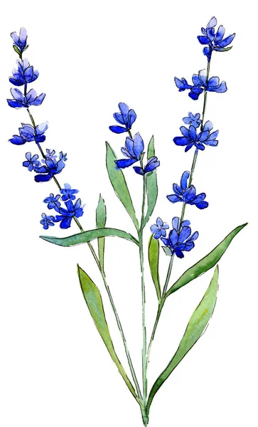 Blauwe lavendel. Floral botanische bloem. Wild voorjaar blad wildflower geïsoleerd. — Stockfoto