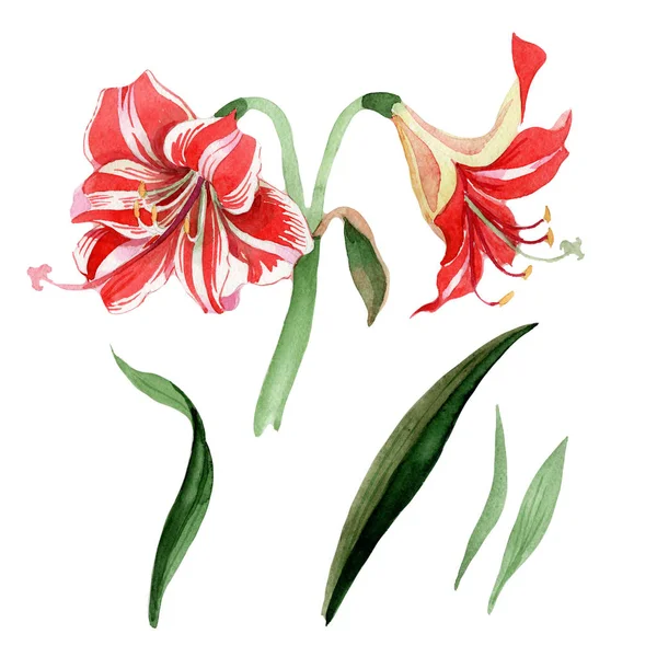 Amaryllis listrado rosa. Floral flor botânica. Folha de primavera selvagem wildflower isolado . — Fotografia de Stock