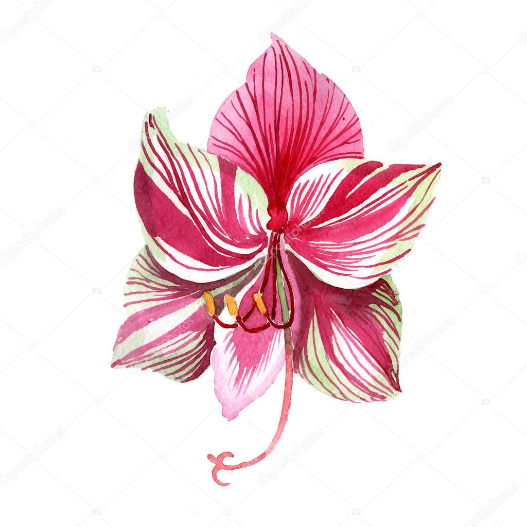 Pink striped amaryllis. Floral botanical flower. Wild spring leaf wildflower isolated.