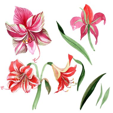 Pembe çizgili nergis zambağı. Botanik çiçek. İzole vahşi bahar yaprak kır çiçeği.