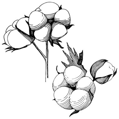 Pamuk çiçek izole bir vektör tarzı.