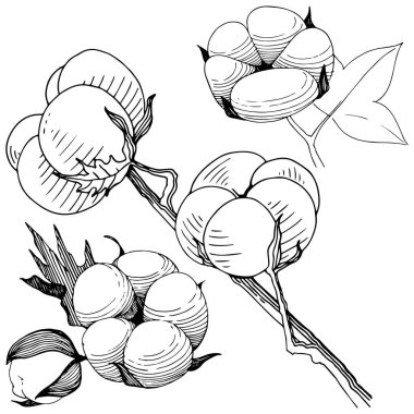 Pamuk çiçek izole bir vektör tarzı.