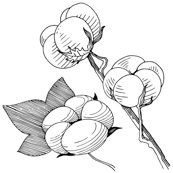 分離されたベクター スタイルの綿の花. — ストックベクタ