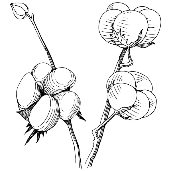 Βαμβάκι λουλούδι σε ένα στυλ διάνυσμα απομονωμένες. — Διανυσματικό Αρχείο