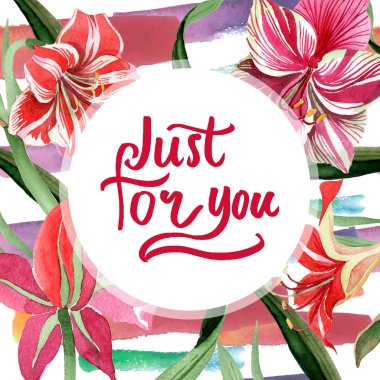 Pembe çizgili nergis zambağı. Botanik çiçek. Vahşi bahar yaprak kır çiçeği çerçeve.