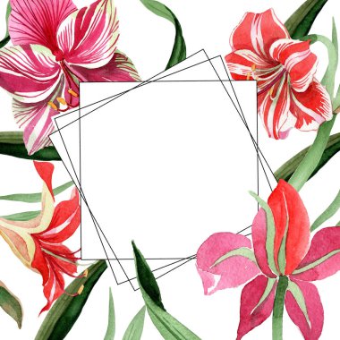 Pembe çizgili nergis zambağı. Botanik çiçek. Vahşi bahar yaprak kır çiçeği çerçeve.