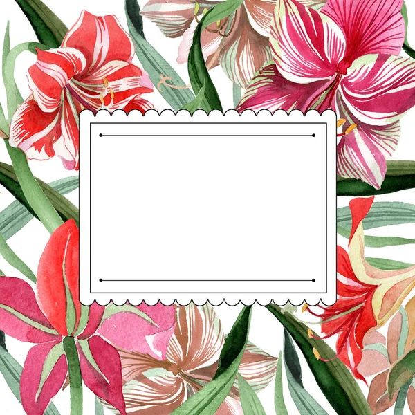 Roze gestreepte amaryllis. Floral botanische bloem. Wild voorjaar blad wildflower frame. — Stockfoto