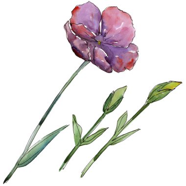 Pembe keten. Botanik çiçek. İzole vahşi bahar yaprak kır çiçeği.