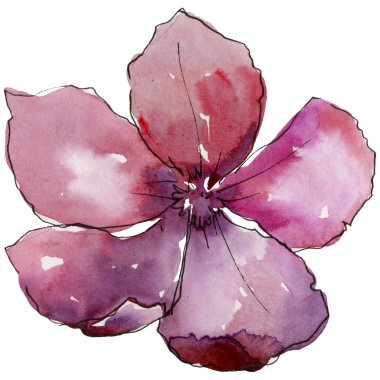 Pembe keten. Botanik çiçek. İzole vahşi bahar yaprak kır çiçeği.