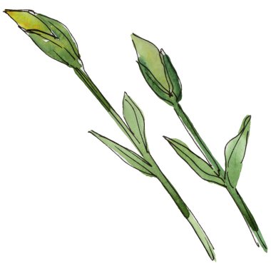 Yeşil yaprak keten. Botanik çiçek. İzole vahşi bahar yaprak kır çiçeği.