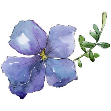 Menekşe keten. Botanik çiçek. İzole vahşi bahar yaprak kır çiçeği.