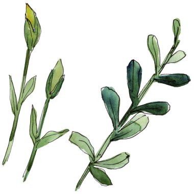 Yeşil yaprak keten. Botanik çiçek. İzole vahşi bahar yaprak kır çiçeği.