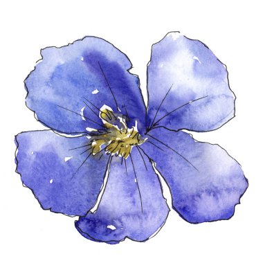 Mavi keten. Botanik çiçek. İzole vahşi bahar yaprak kır çiçeği.