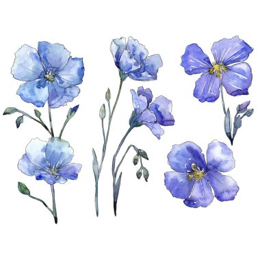 Mavi keten. Botanik çiçek. İzole vahşi bahar yaprak kır çiçeği.