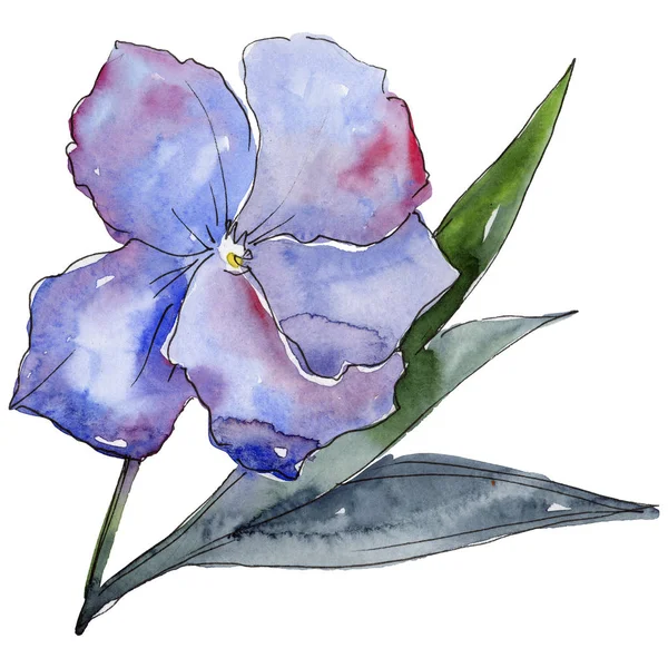 Lino viola. Fiore botanico floreale. Foglia selvatica primavera fiore selvatico isolato . — Foto Stock