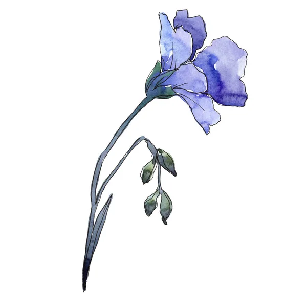 Linho azul. Floral flor botânica. Folha de primavera selvagem wildflower isolado . — Fotografia de Stock