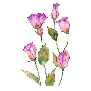 Pembe eustoma. Botanik çiçek. İzole vahşi bahar yaprak kır çiçeği.