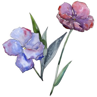 Renkli keten. Botanik çiçek. İzole vahşi bahar yaprak kır çiçeği.