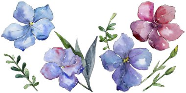 Renkli keten. Botanik çiçek. İzole vahşi bahar yaprak kır çiçeği.