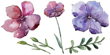 Renkli keten. Botanik çiçek. İzole vahşi bahar yaprak kır çiçeği.