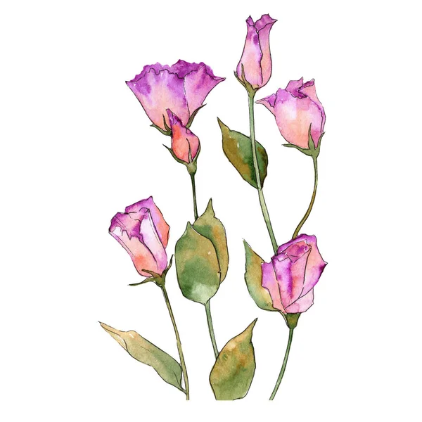 Eustoma rosa. Floral flor botânica. Folha de primavera selvagem wildflower isolado . — Fotografia de Stock