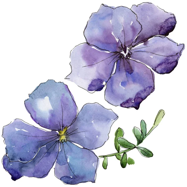 Lino violeta. Flor botánica floral. Flor silvestre de hoja de primavera aislada . — Foto de Stock
