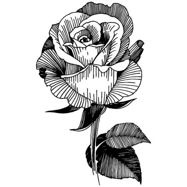 Vektör gül. Botanik çiçek. Vahşi bahar yaprak izole kır çiçeği. Arka plan, doku, sarıcı desen, çerçeve veya sınır vektör kır çiçeği.