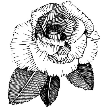 Vektör gül. Botanik çiçek. Vahşi bahar yaprak izole kır çiçeği. Arka plan, doku, sarıcı desen, çerçeve veya sınır vektör kır çiçeği.