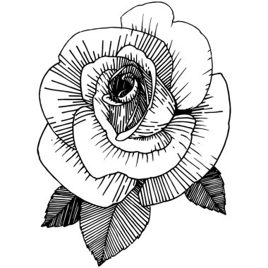 Vektör gül. Botanik çiçek. Vahşi bahar yaprak izole kır çiçeği. Arka plan, doku, sarıcı desen, çerçeve veya sınır vektör kır çiçeği.