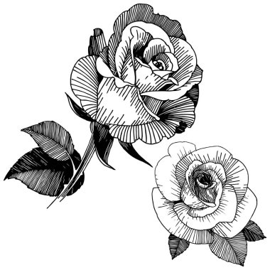 Vektör gül. Botanik çiçek. Vahşi bahar yaprak izole kır çiçeği. Arka plan, doku, sarıcı desen, çerçeve veya sınır vektör kır çiçeği.