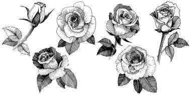 Vektör gül. Botanik çiçek. Vahşi bahar yaprak izole kır çiçeği. Arka plan, doku, sarıcı desen, çerçeve veya sınır vektör kır çiçeği.