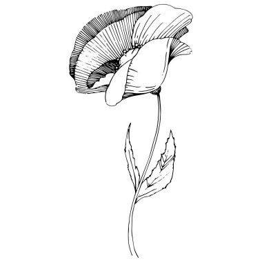 Vektör poppy. Botanik çiçek. Vahşi bahar yaprak izole kır çiçeği. Arka plan, doku, sarıcı desen, çerçeve veya sınır vektör kır çiçeği.