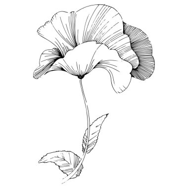 Vektör poppy. Botanik çiçek. Vahşi bahar yaprak izole kır çiçeği. Arka plan, doku, sarıcı desen, çerçeve veya sınır vektör kır çiçeği.