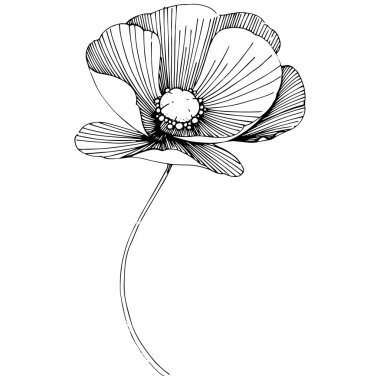 Vektör poppy. Botanik çiçek. Vahşi bahar yaprak izole kır çiçeği. Arka plan, doku, sarıcı desen, çerçeve veya sınır vektör kır çiçeği.