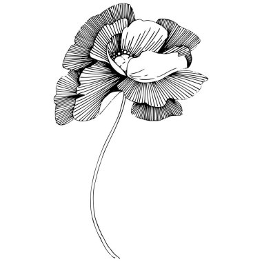 Vektör poppy. Botanik çiçek. Vahşi bahar yaprak izole kır çiçeği. Arka plan, doku, sarıcı desen, çerçeve veya sınır vektör kır çiçeği.