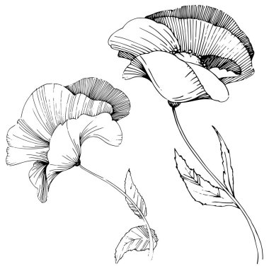 Vektör poppy. Botanik çiçek. Vahşi bahar yaprak izole kır çiçeği. Arka plan, doku, sarıcı desen, çerçeve veya sınır vektör kır çiçeği.