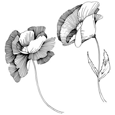 Vektör poppy. Botanik çiçek. Vahşi bahar yaprak izole kır çiçeği. Arka plan, doku, sarıcı desen, çerçeve veya sınır vektör kır çiçeği.