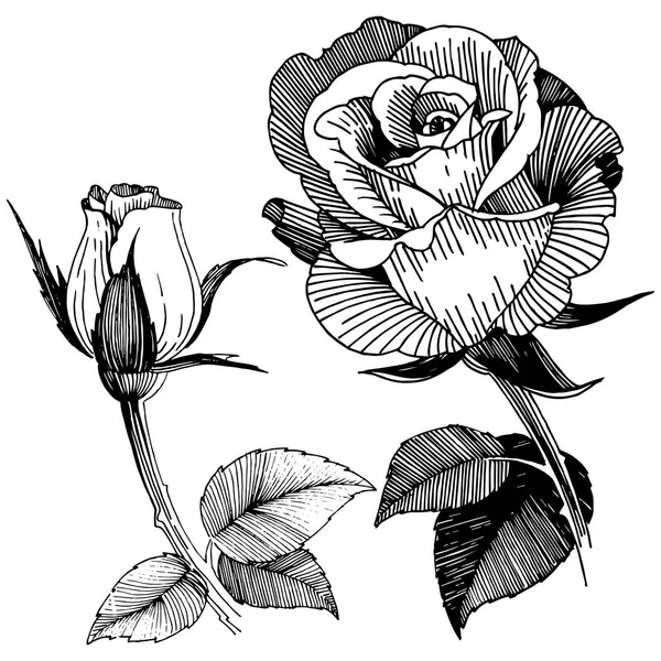 Vektor Růže Květinové Botanické Květin Divoký Jarní Listové Wildflower Izolován — Stockový vektor