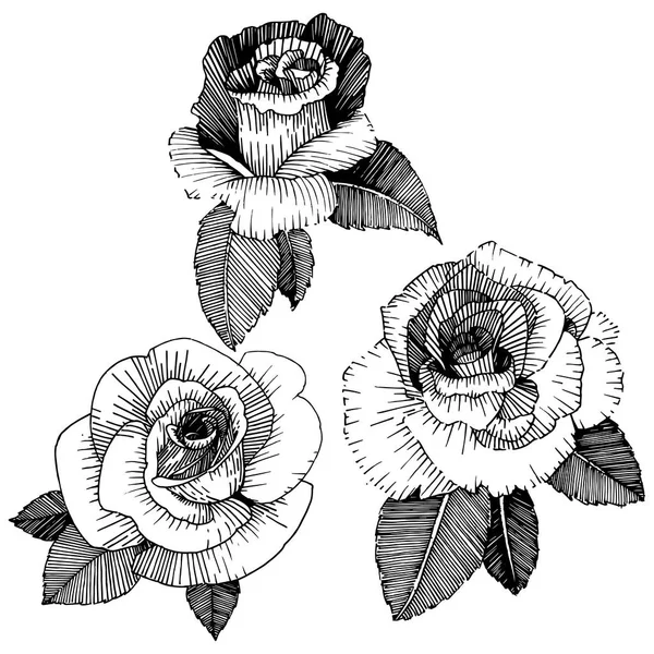 Rosas Vectoriales Flor Botánica Floral Flor Silvestre Hoja Primavera Aislada — Vector de stock